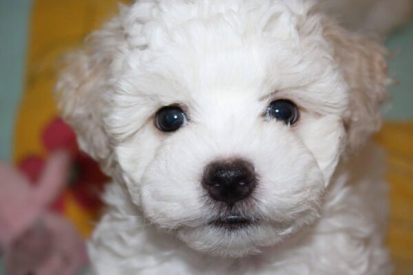 Terry Bichon Frise Terry Bichon Frise