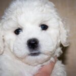 Terry-female-Bichon-puppy-for-sale-2