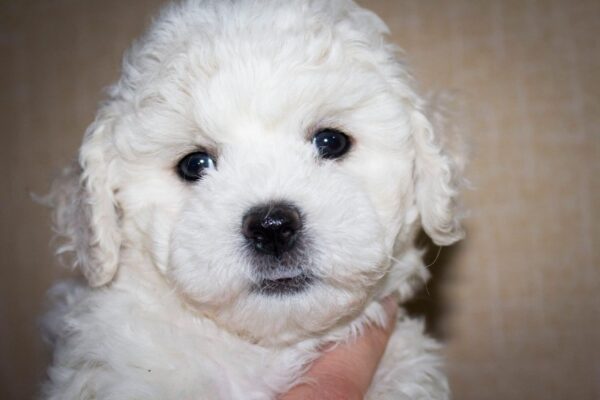Terry Bichon Frise Terry Bichon Frise