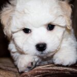 Terry-female-Bichon-puppy-for-sale-3