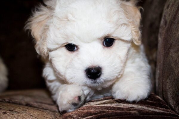Terry Bichon Frise Terry Bichon Frise