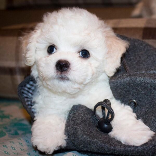 Terry Bichon Frise Terry Bichon Frise