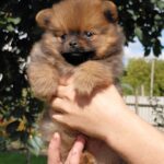 Valenta-female-Pomeranian puppy-for-sale-1