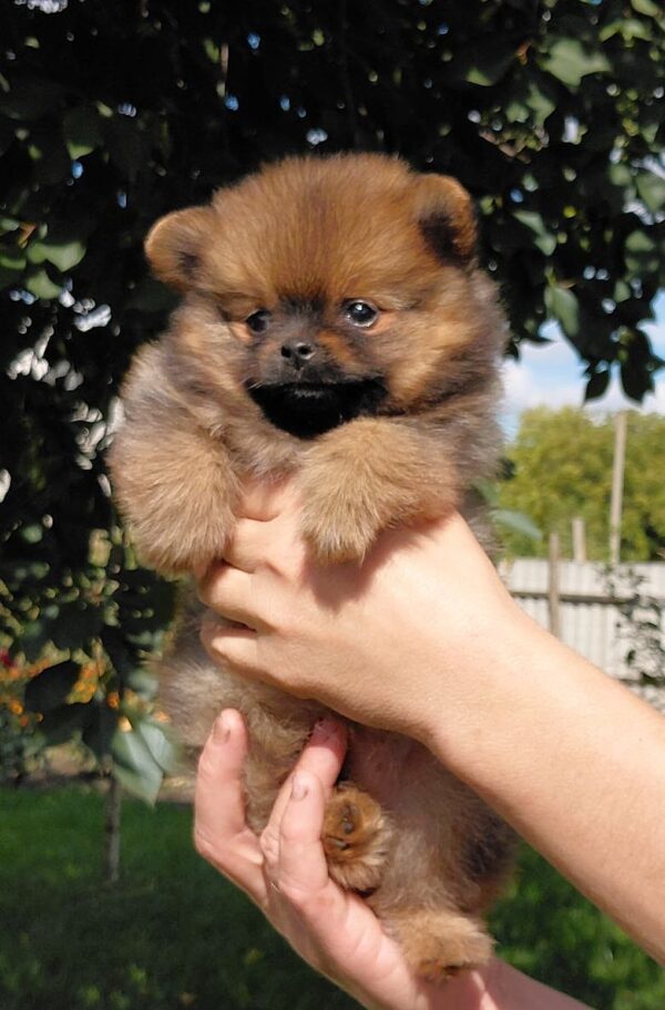 Valenta Pomeranian Valenta Pomeranian