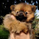 Valenta-female-Pomeranian puppy-for-sale-2