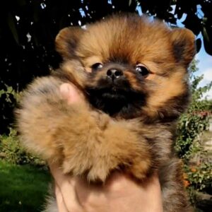 Valenta Pomeranian Valenta Pomeranian