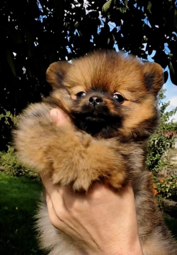 Valenta Pomeranian Valenta Pomeranian