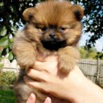 Valenta-female-Pomeranian puppy-for-sale-3