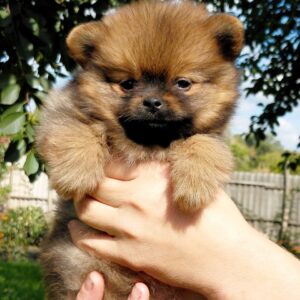 Valenta Pomeranian Valenta Pomeranian