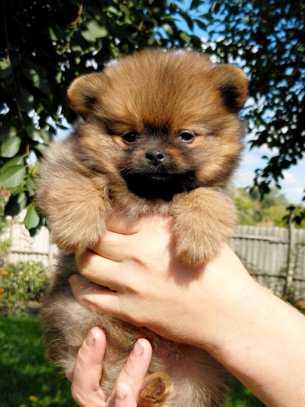 Valenta Pomeranian Valenta Pomeranian