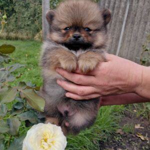 Valentino Pomeranian Valentino Pomeranian