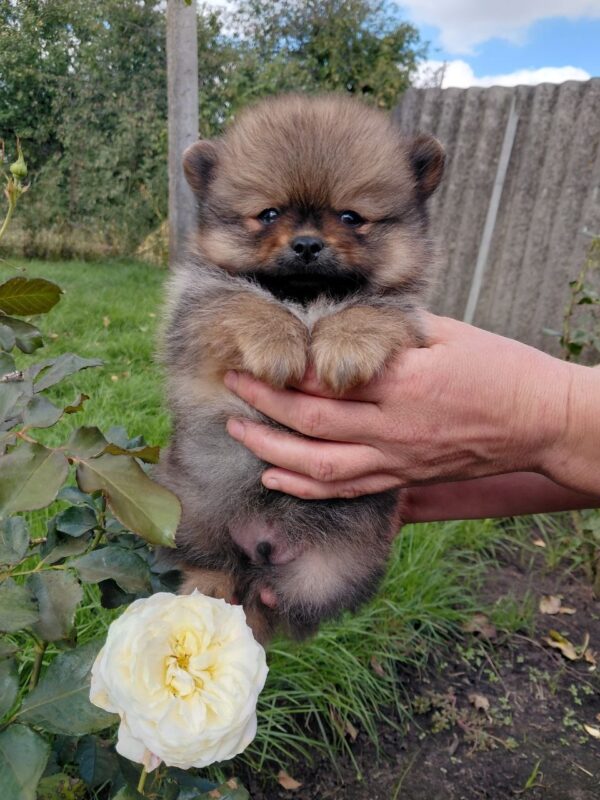 Valentino Pomeranian Valentino Pomeranian