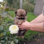 Valentino-male-Pomeranian puppy-for-sale-2