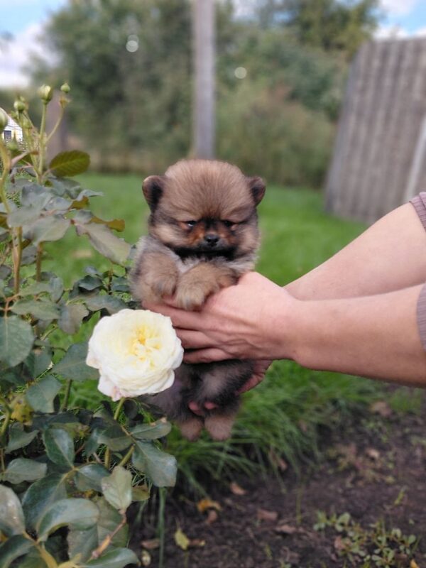 Valentino Pomeranian Valentino Pomeranian
