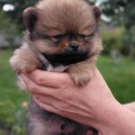 Valentino-male-Pomeranian puppy-for-sale-3