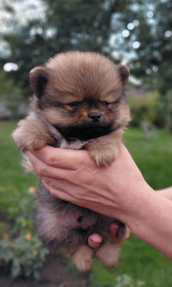 Valentino Pomeranian Valentino Pomeranian