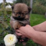 Valentino-male-Pomeranian puppy-for-sale-4