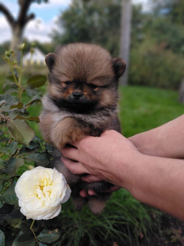 Valentino Pomeranian Valentino Pomeranian