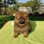 Vincent-male-Pomeranian puppy-for-sale-1