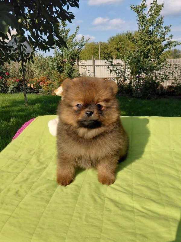 Vincent Pomeranian Vincent Pomeranian