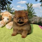 Vincent-male-Pomeranian puppy-for-sale-2