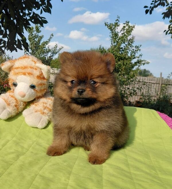 Vincent Pomeranian Vincent Pomeranian