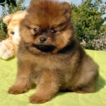 Vincent-male-Pomeranian puppy-for-sale-3