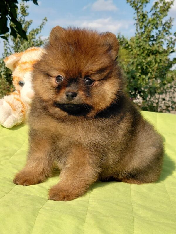 Vincent Pomeranian Vincent Pomeranian