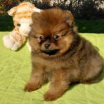 Vincent-male-Pomeranian puppy-for-sale-4