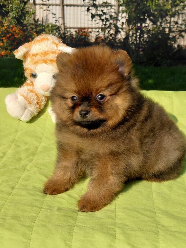 Vincent Pomeranian Vincent Pomeranian