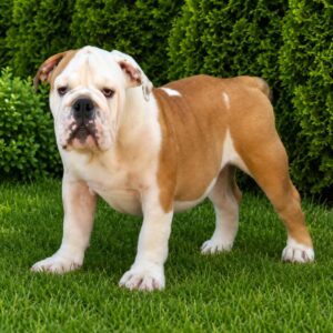 Water English Bulldog Water English Bulldog
