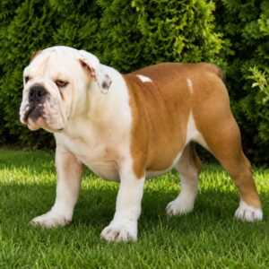 Water English Bulldog Water English Bulldog