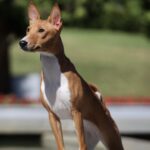 ZARA-female-Basenji-puppy-for-sale-1