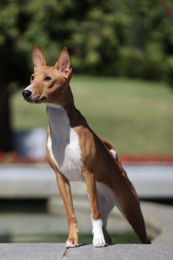Zara Basenji Zara Basenji