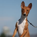 ZARA-female-Basenji-puppy-for-sale-2