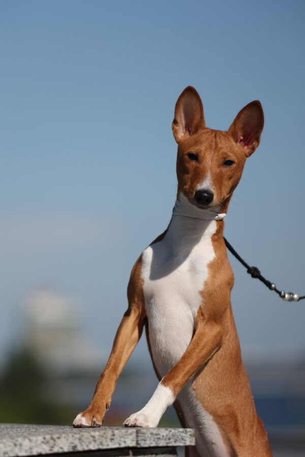 Zara Basenji Zara Basenji
