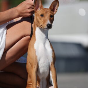 Zara Basenji Zara Basenji