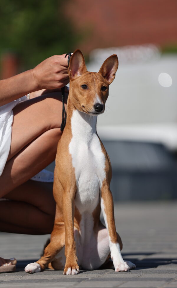 Zara Basenji Zara Basenji
