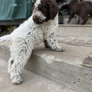 Zavian Lagotto Romagnolo Zavian Lagotto Romagnolo