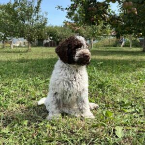 Zavian Lagotto Romagnolo Zavian Lagotto Romagnolo