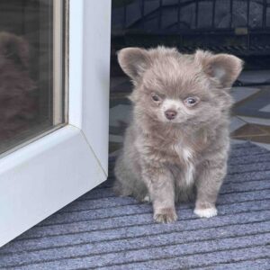 Zhadar Chihuahua Zhadar Chihuahua