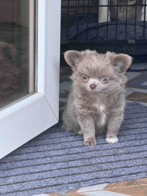 Zhadar Chihuahua Zhadar Chihuahua