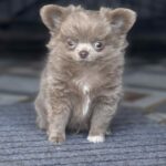 Zhadar-male-chihuahua-puppy-for-sale-1 (2)