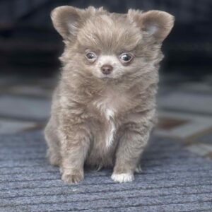Zhadar Chihuahua Zhadar Chihuahua