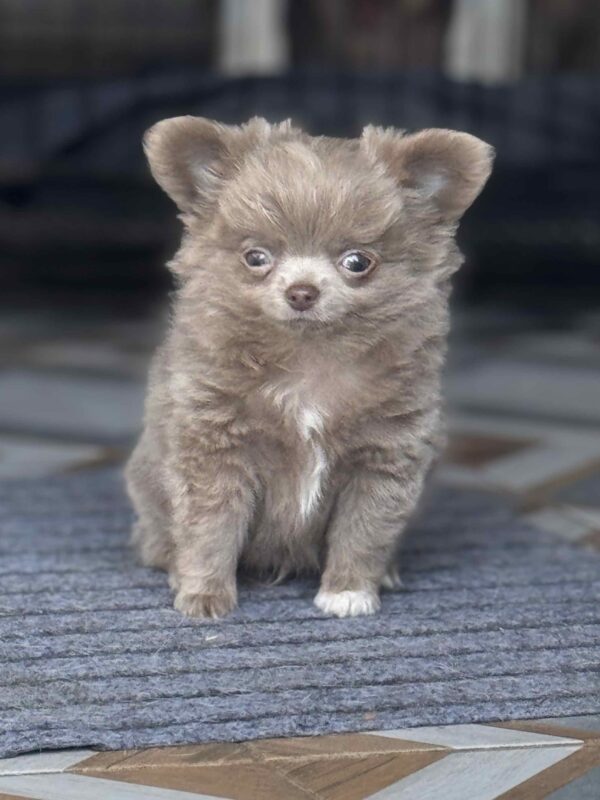 Zhadar Chihuahua Zhadar Chihuahua