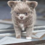 Zhadar-male-chihuahua-puppy-for-sale-1 (3)