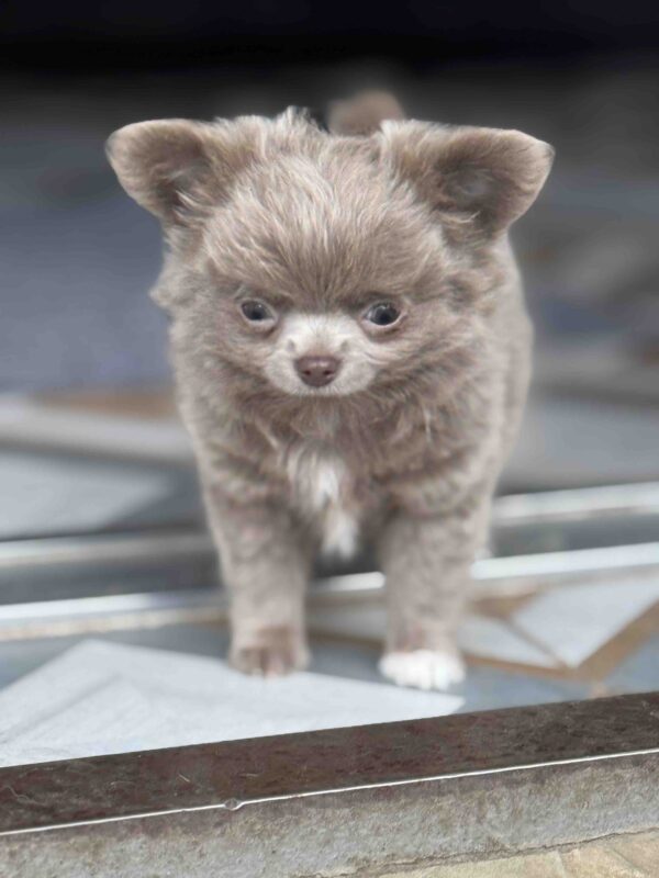 Zhadar Chihuahua Zhadar Chihuahua