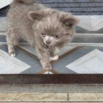 Zhadar-male-chihuahua-puppy-for-sale-1 (4)