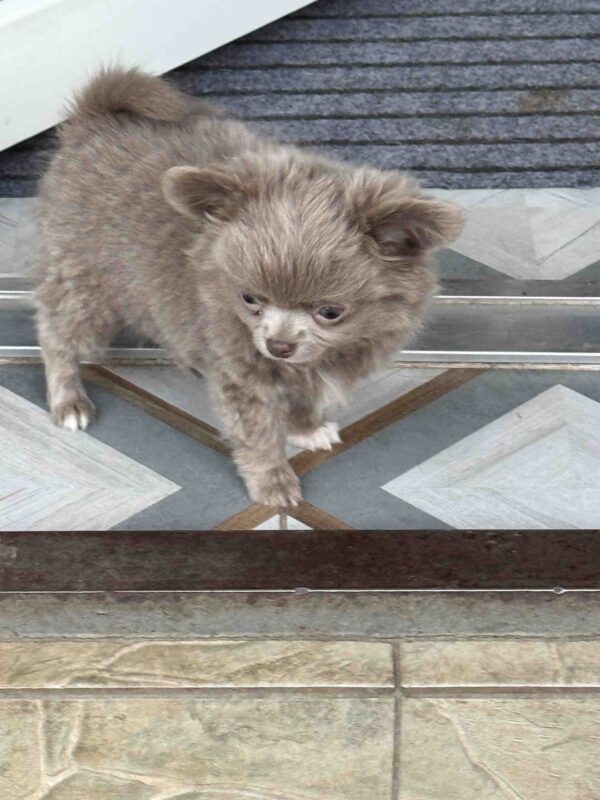 Zhadar Chihuahua Zhadar Chihuahua