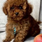 Аfina-female-toy-poodle-puppy-for-sale-1 (1)